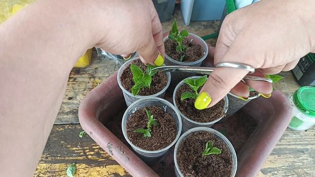 Черенкование метельчатой гортензии. смотреть онлайн