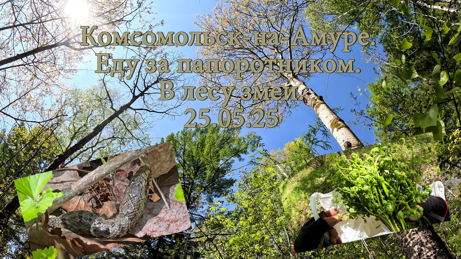 Комсомольск-на-Амуре. Еду за папоротником. В лесу змеи. 25.05.25 смотреть онлайн