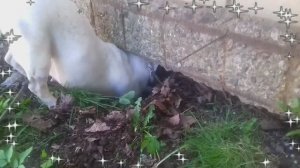 Французская Бульдожка Смешные собаки приколы