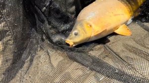 Карповая рыбалка в Крыму озеро Дмитрово Весенние карп