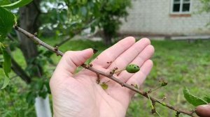 Затенили теплицу. Убрали сорняки с картофеля. Вернулись домой и были разочарованы от увиденного.