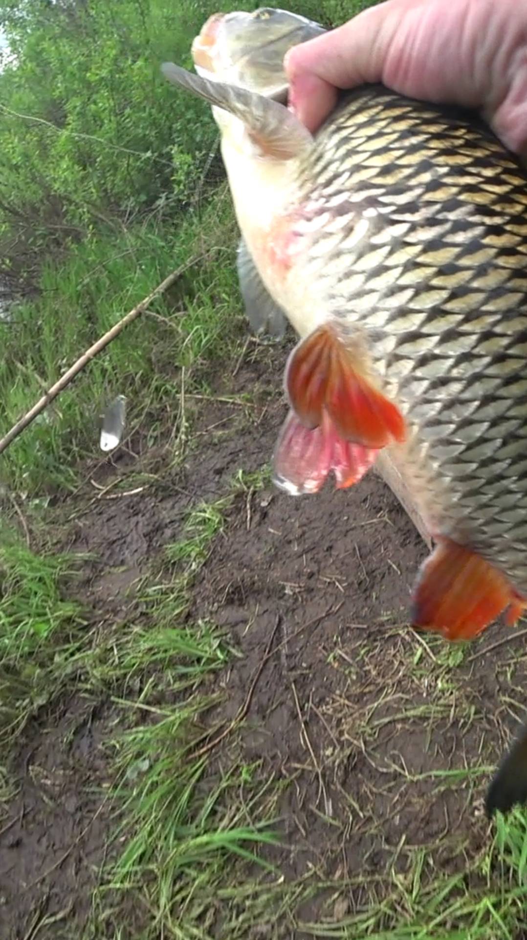 Голавль на донку. Река Кубена. смотреть онлайн