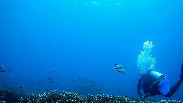 Подводный мир. Симфоническая музыка. Underwater World. Symphonic Mus