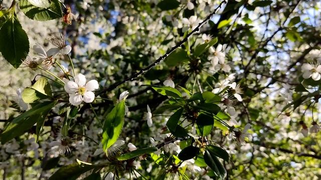 Флора и фауна лесных биомов.