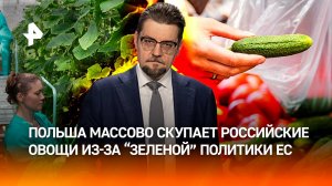 Огурец-суперзвезда почему Польша массово скупает российские овощи
