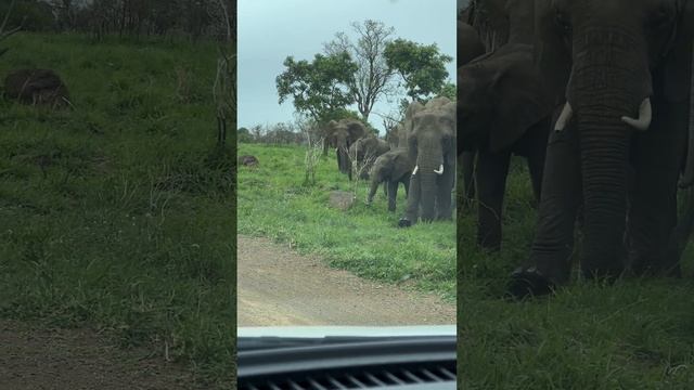 Крюгер, стадо слонов идёт на Мозамбик смотреть онлайн
