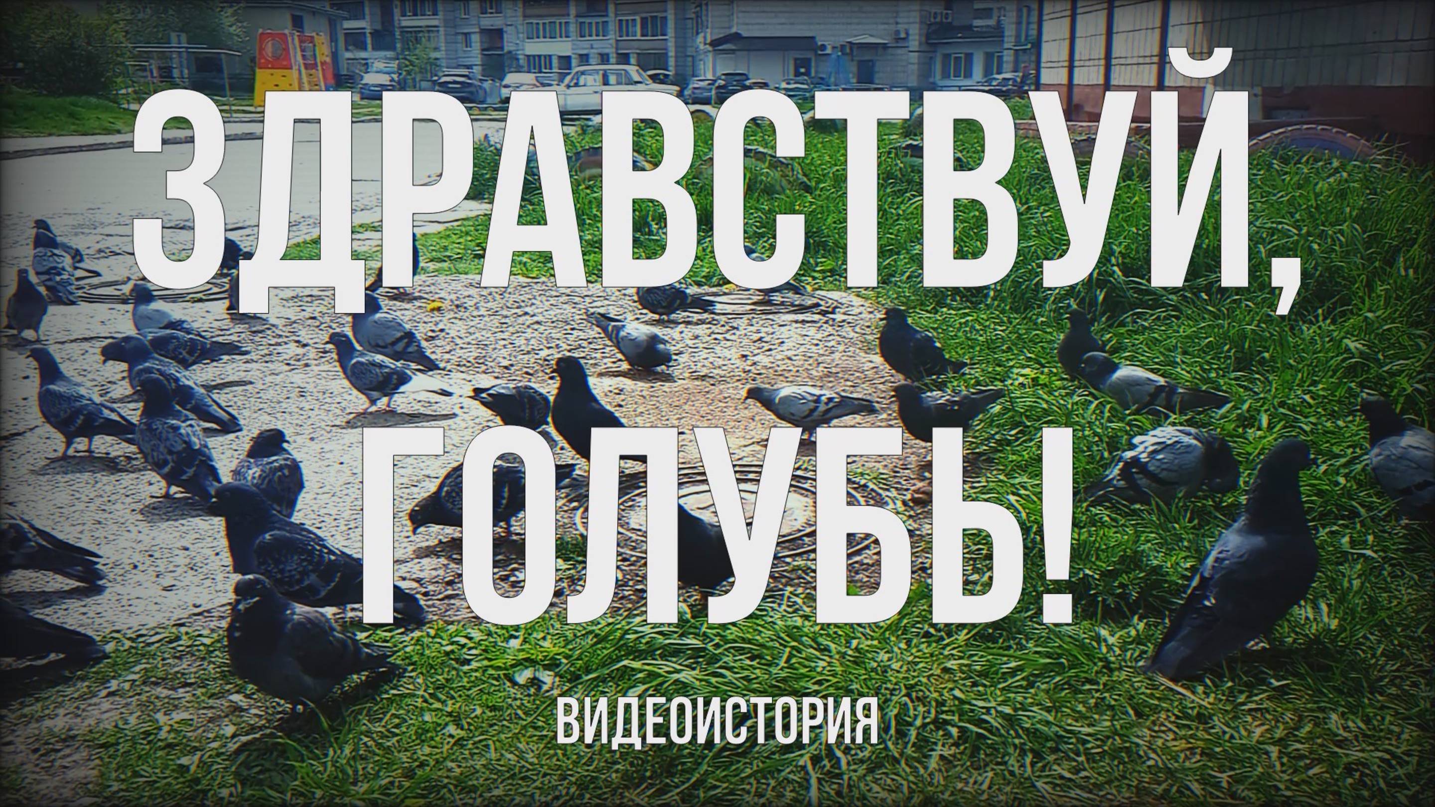 Видеоистория "Здравствуй, голубь!" (12+) смотреть онлайн