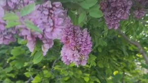 Розовая акация или Робиния.