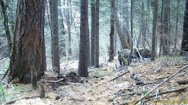 Кабаны у маркировочной точки