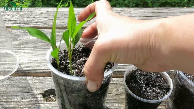 ФОРЗИЦИЯ. Как размножить черенками - 7 дач