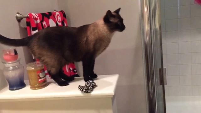 (В)МурДень из МурЖизни котов =^..^= СИАМСКИЕ КОШКИ смотреть онлайн