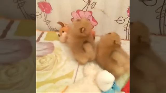 Померанский миниатюрный шпиц