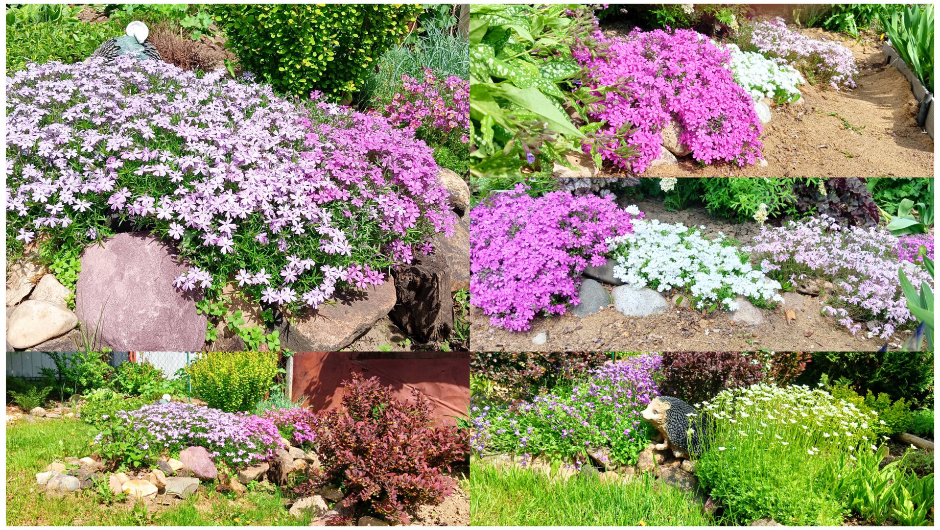 Весенние краски почвопокровных растений в моем саду. смотреть онлайн