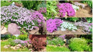 Весенние краски почвопокровных растений в моем саду.