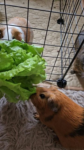 Свинки еле дождались салат