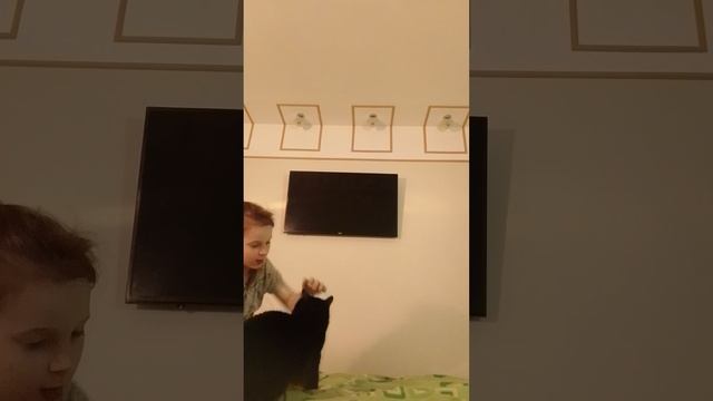 злой кот Сенька😾 смотреть онлайн