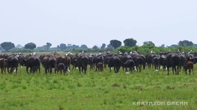 Уганда. Восточная Африка 4K / Uganda. East Africa 4K смотреть онлайн
