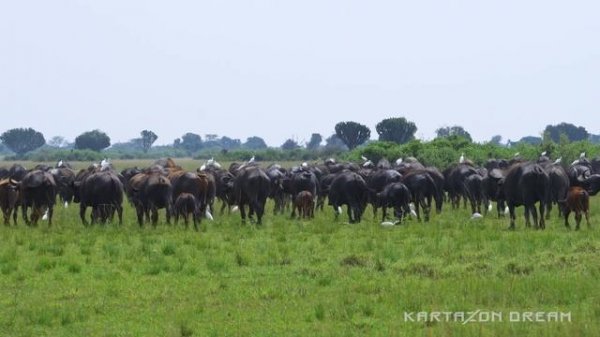 Уганда. Восточная Африка 4K / Uganda. East Africa 4K
