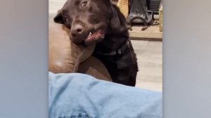 BRAIN TIME.  Overdramatic Animals That Will Make You Smile