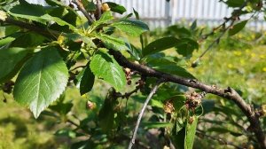 Почему внезапно вянут ветки на вишне, черешне? Монилиальный ожог.