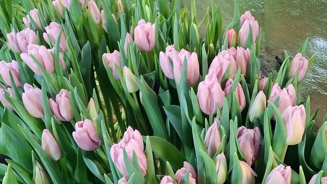 Сорти тюльпанів вигонка 2025. смотреть онлайн