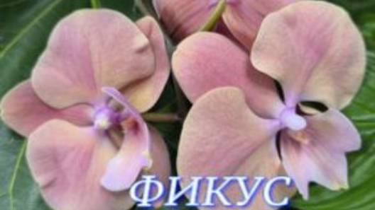 №1081/ СВЕЖИЕ красивые ОРХИДЕИ в маг. ФИКУС. Много КАКТУСОВ смотреть онлайн