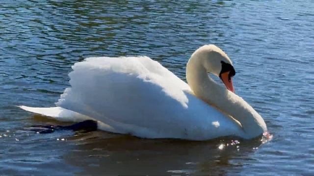 озеро, лебедь.