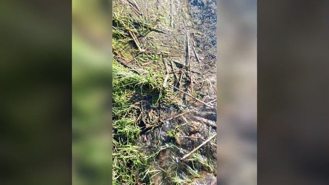 РЫБОЛОВ ИВАНОВИЧ. ЖЕСТ ДОБРОЙ ВОЛИ.