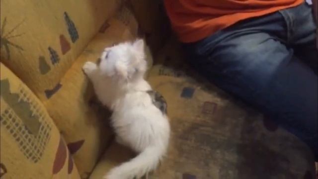 Прикол. Кошки, мышки - друзья. Cat mouse friends. смотреть онлайн
