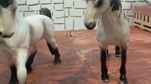 обзор на моих лошадей