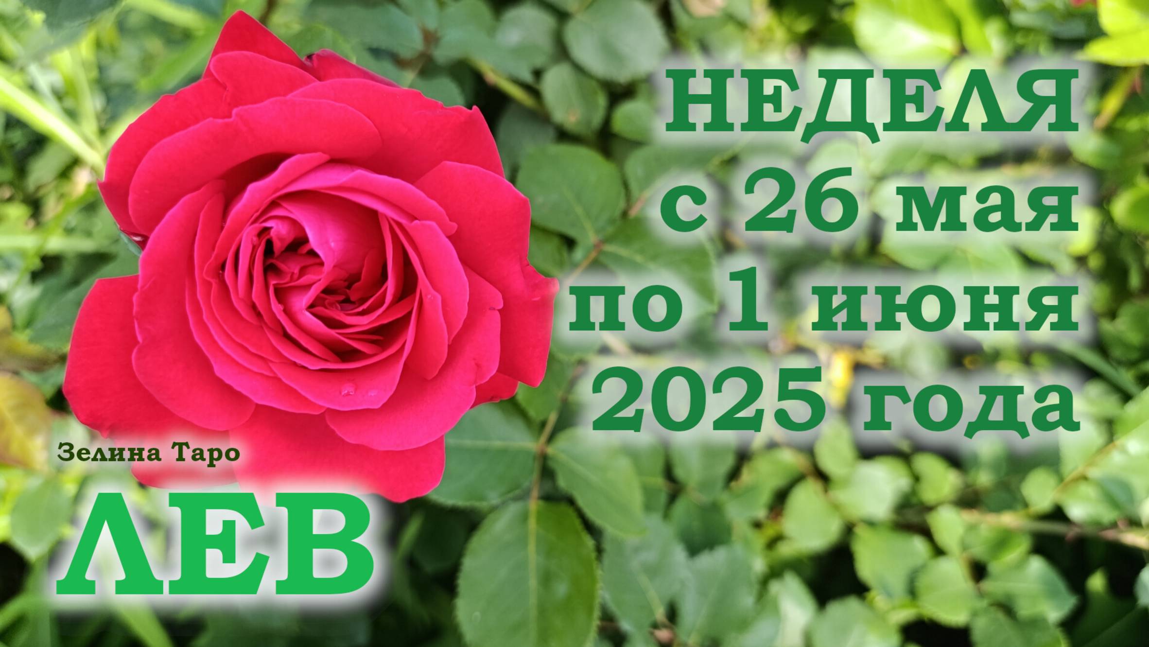 ЛЕВ | ТАРО прогноз на неделю с 26 мая по 1 июня 2025 года
