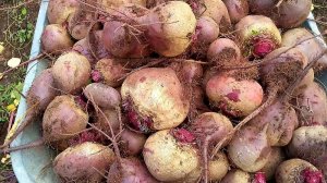 Так свёклу вы ещё не сеяли! Не нужна отдельная грядка, сеем в борозды и получаем отличный урожай!!