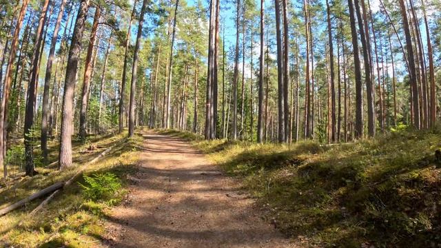 Утро в весеннем лесу. Прогулка по лесной дороге к стар? смотреть онлайн