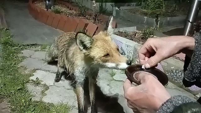 (1028) Лиса приходит в гости. Май 2025 смотреть онлайн