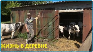 Выпустили телят в загон, с этого момента нам будет по проще, жизнь в деревне