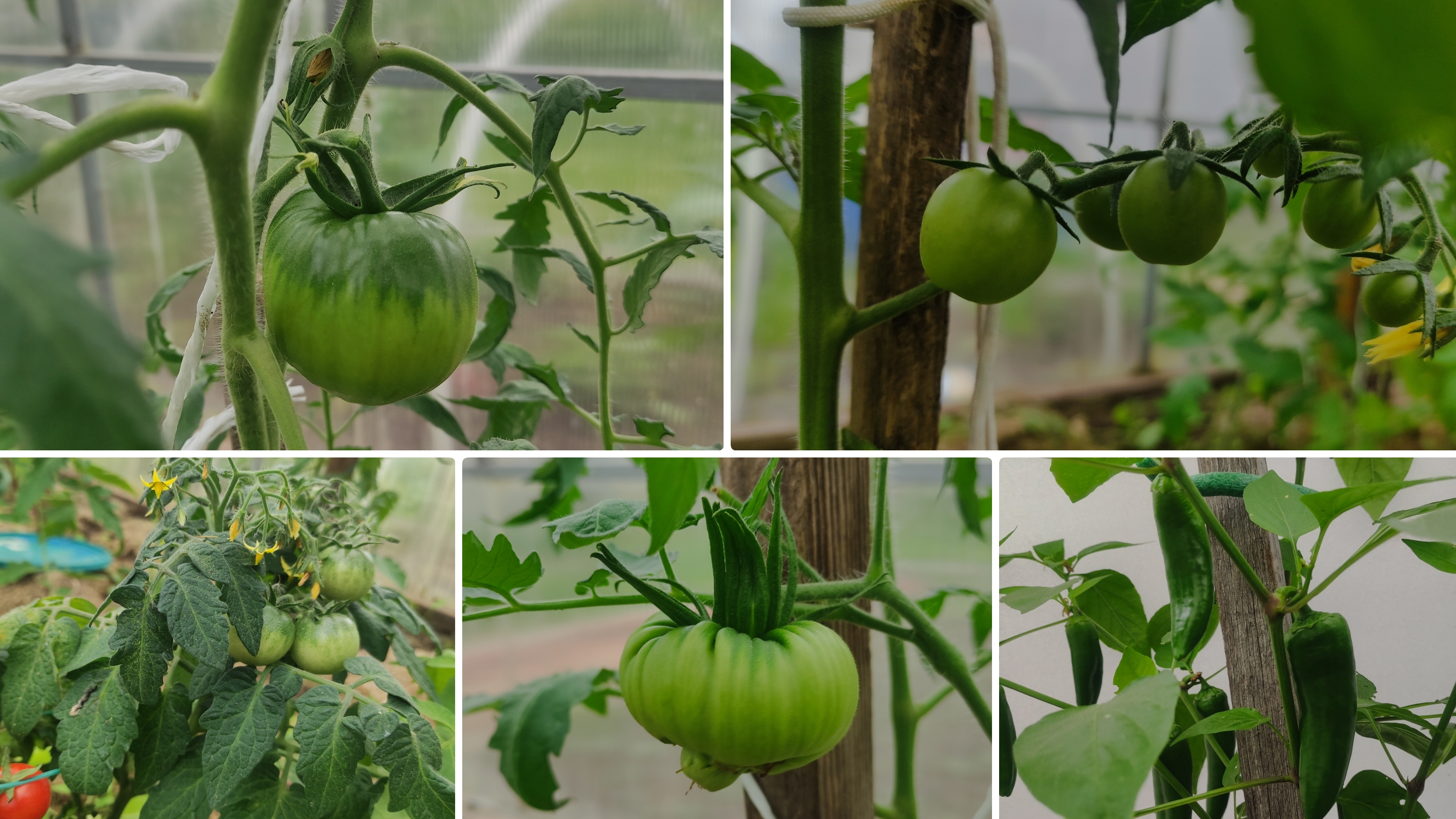 Огородные будни.Томатная и огуречная теплица 25 мая 2025.Перцы в открытом грунте. Перец Кеша.Брянск смотреть онлайн