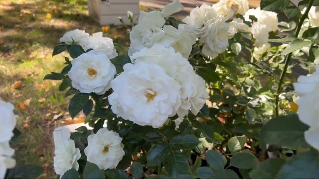 Коллекция роз музея усадьбы #Архангельское смотреть онлайн