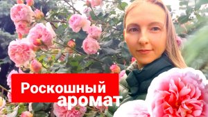 РОЗА АБРАХАМ ДЕРБИ В САДУ: ПОСАДКА, УХОД, ЦВЕТЕНИЕ