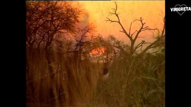 Леприконсы - Хали-Гали, паратрупер (Alexx Slam Rework)