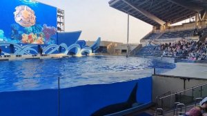 Шанхайский океанический парк Хайчан #Shanghai Haichang Ocean Park