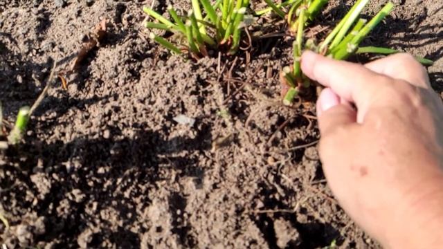 08.07.22.Дела огородные: клубника 🍓земляника, подготовка к новому урожаю смотреть онлайн