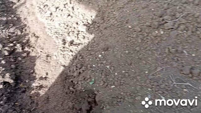 высадила томаты под навес в ОГ, посеяла огурцы сорт Нежинский, поливаю... смотреть онлайн