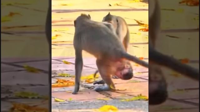 Макака пыталась сбросить с себя .., 1000008055.mp4 смотреть онлайн