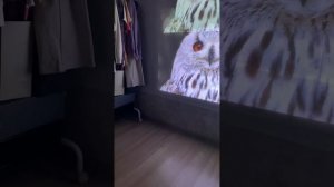 Обзор проекторов byintek p70 и u70pro