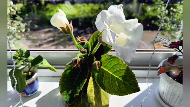 ЗАЦВЕЛА ГЛОКСИНИЯ.