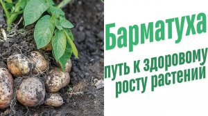 Наблюдение за ростом растений.