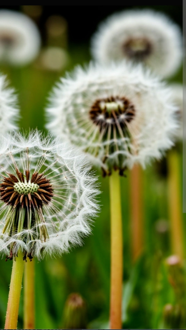 НАДЕЖДЫ НА ОДУВАНЧИКИ РУХНУЛИ...