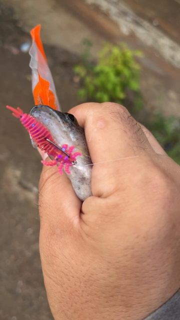 Тестирую новые приманки Minoga Ultra 40mm часть 1. Хороший аналог Larva. смотреть онлайн