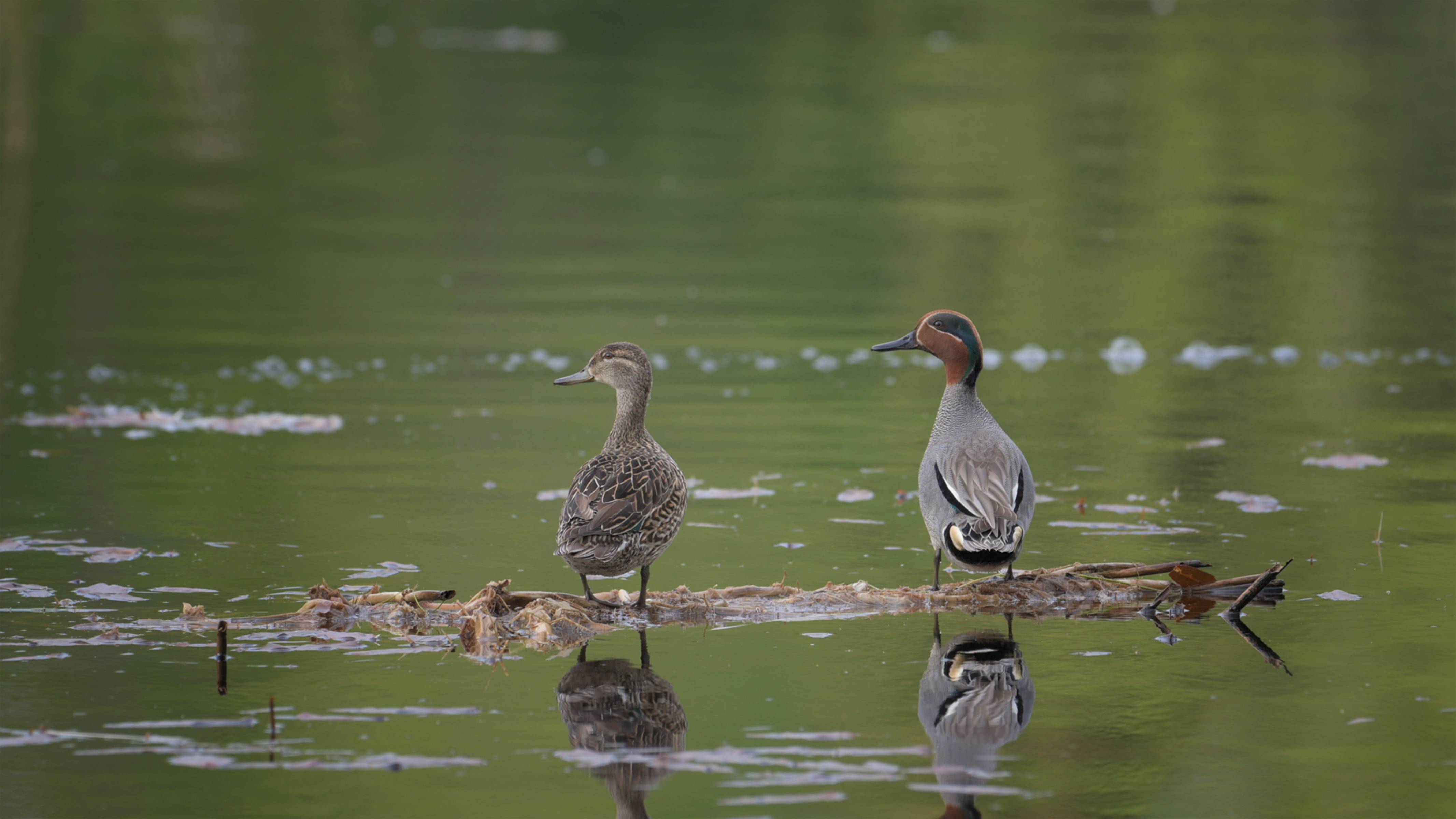 Чирок-свистунок (Anas crecca).