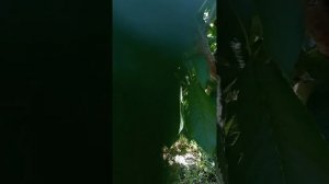 черешня сорта Прощальная